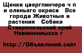 Щенки цвергпинчера ч/п и оленьего окраса - Все города Животные и растения » Собаки   . Ставропольский край,Невинномысск г.
